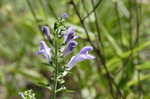 Helmet flower